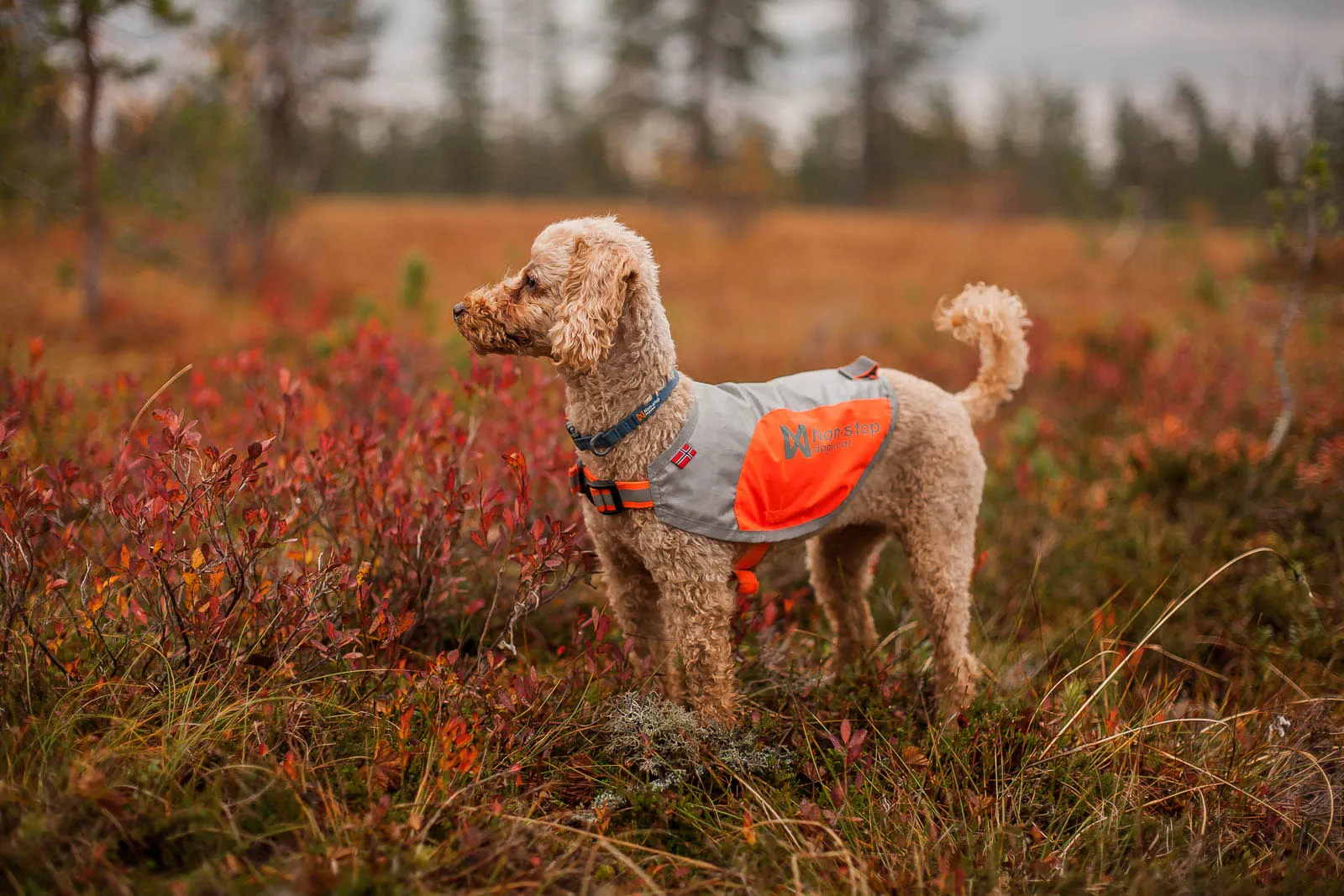 Non-stop Dogwear Reflection Blanket Orange | Buy Non-stop Dogwear Reflection Blanket Orange here | Outnorth