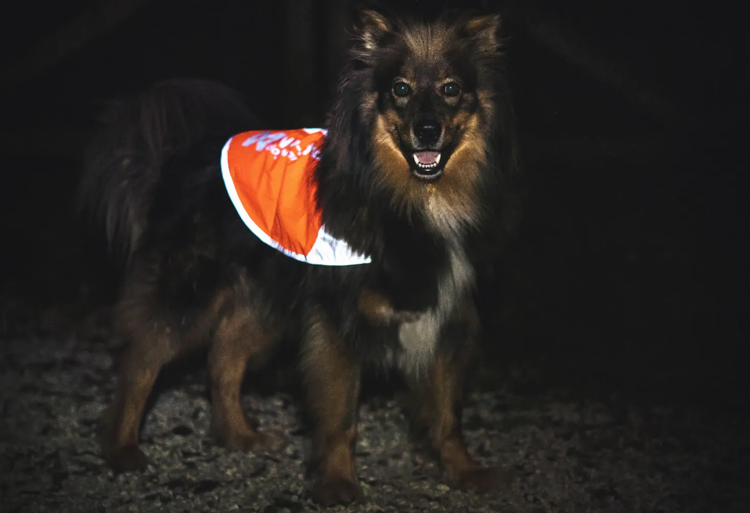 Non-stop Dogwear Reflection Blanket Orange | Buy Non-stop Dogwear Reflection Blanket Orange here | Outnorth